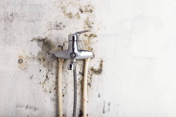 Best Toxic Mold Removal  in Beverly Hills, CA