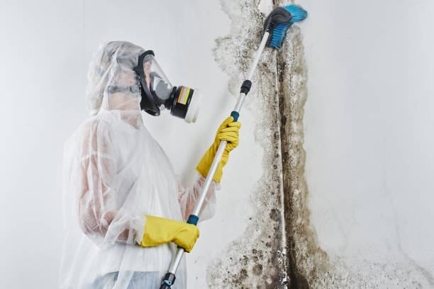 Home Mold Removal in Beverly Hills, CA