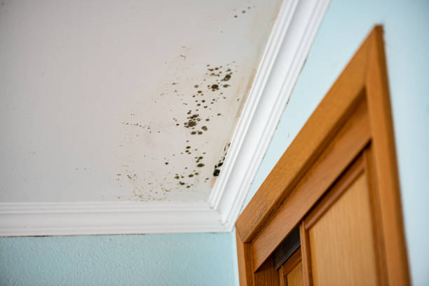 Reliable Beverly Hills, CA Mold Removal Solutions