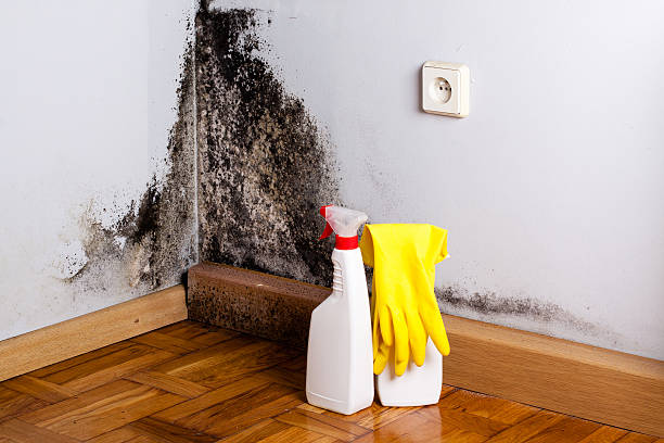 Best Same-Day Mold Removal  in Beverly Hills, CA
