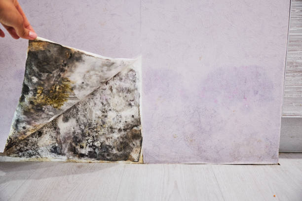Mold Testing and Removal in Beverly Hills, CA
